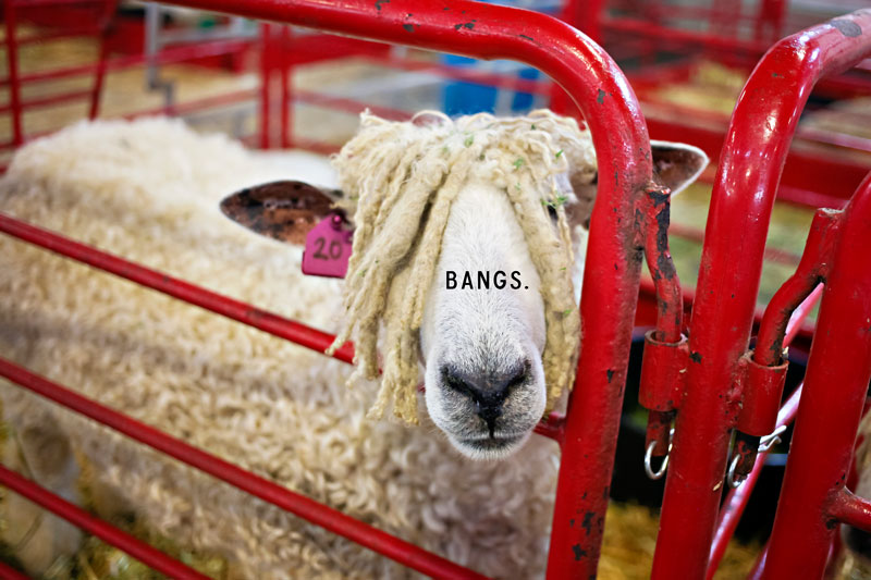 going places, ventura county fair