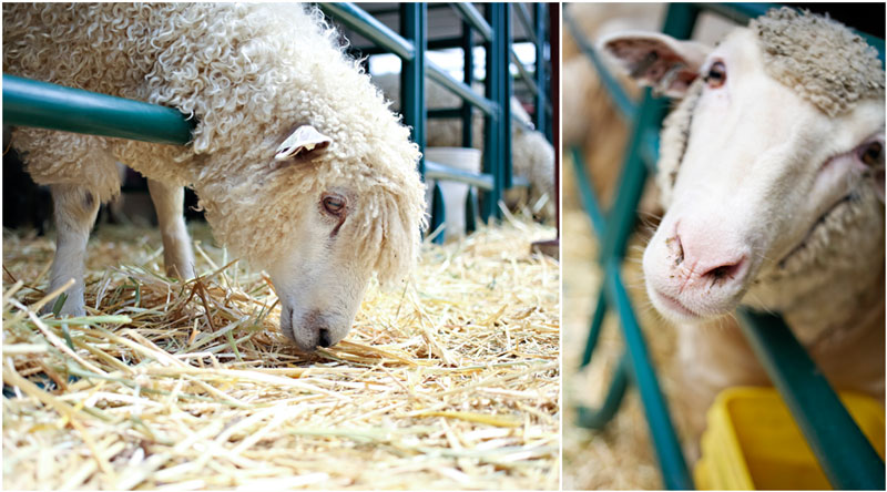 going places, ventura county fair