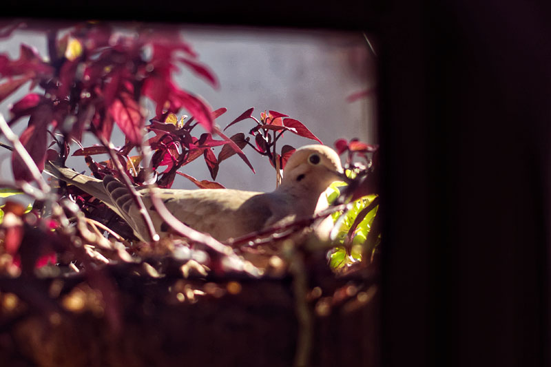 for the home, lucky birds, bird eggs, spring