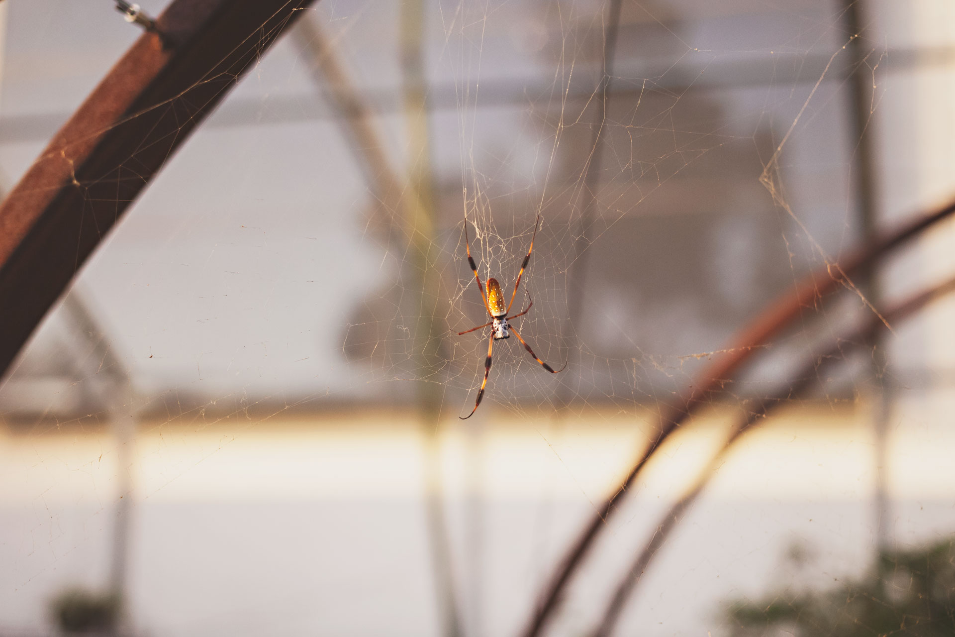 los angeles county museum of natural history museum, spider pavilion, nhm, 