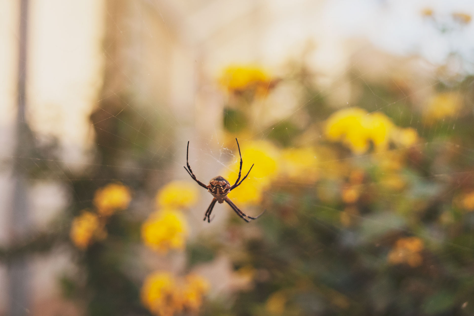 los angeles county museum of natural history museum, spider pavilion, nhm, 