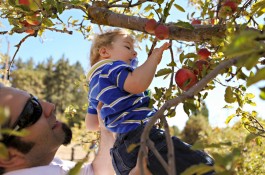 Apple Picking + Feature